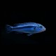 Blue Johanni Cichlid