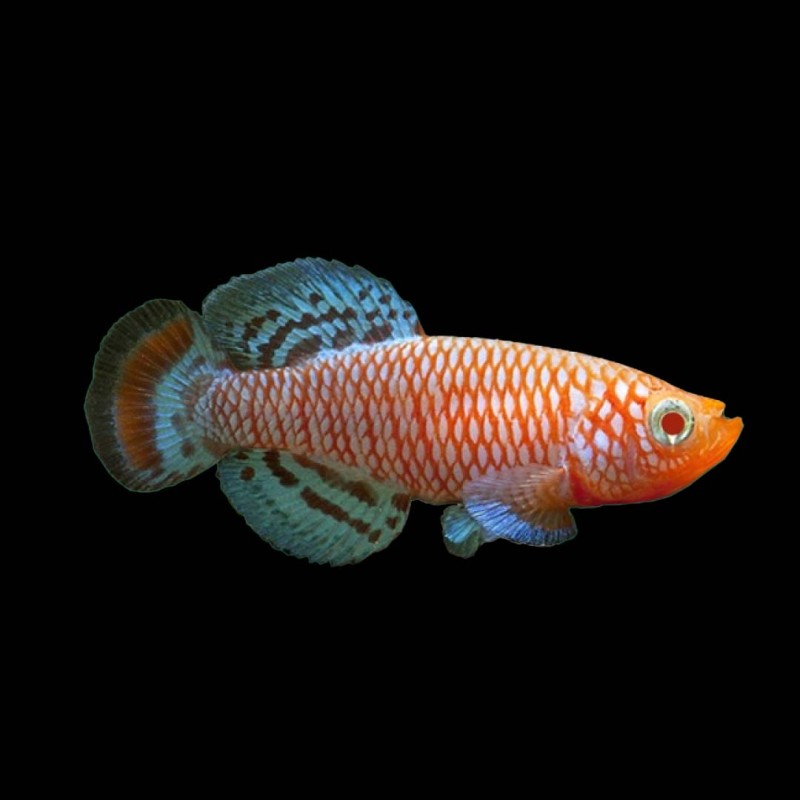 Bluefin Nonthobranchius Killifish (pair)