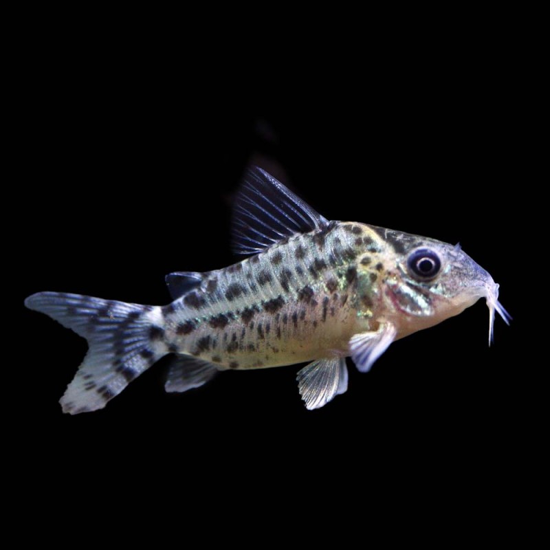 Agassizi Cory Cat
