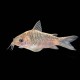 Elegans Cory Cat