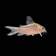 Elegans Cory Cat
