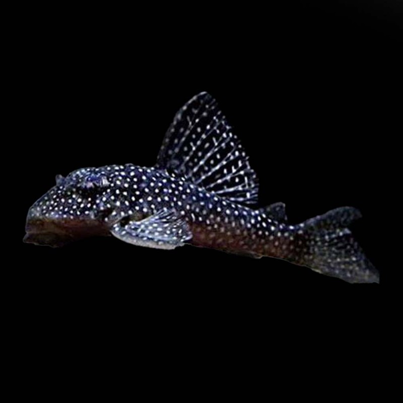 Pseudoacanthicus Angelicus L136