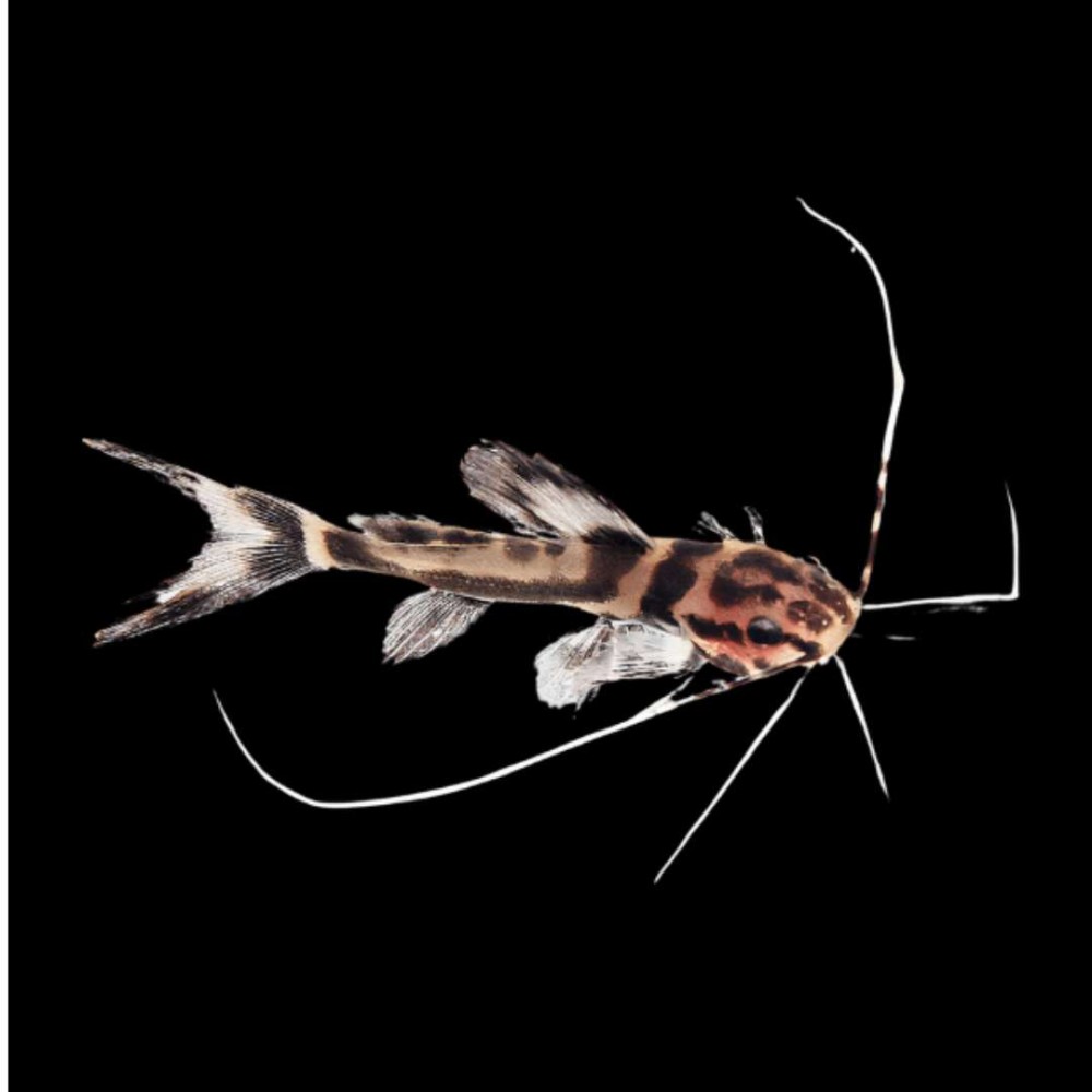 Marmoratus Catfish
