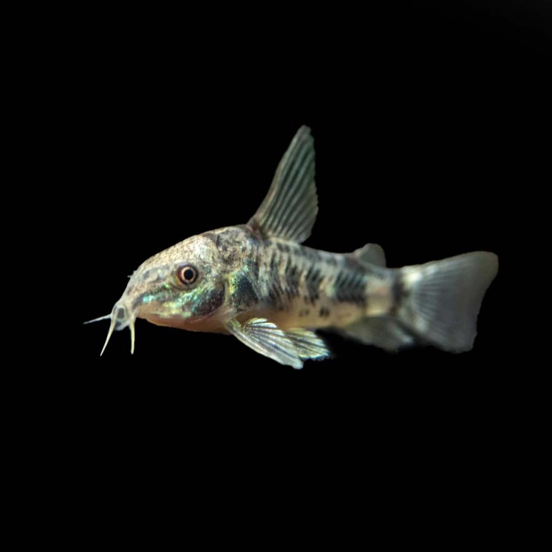 Peppered Corydora
