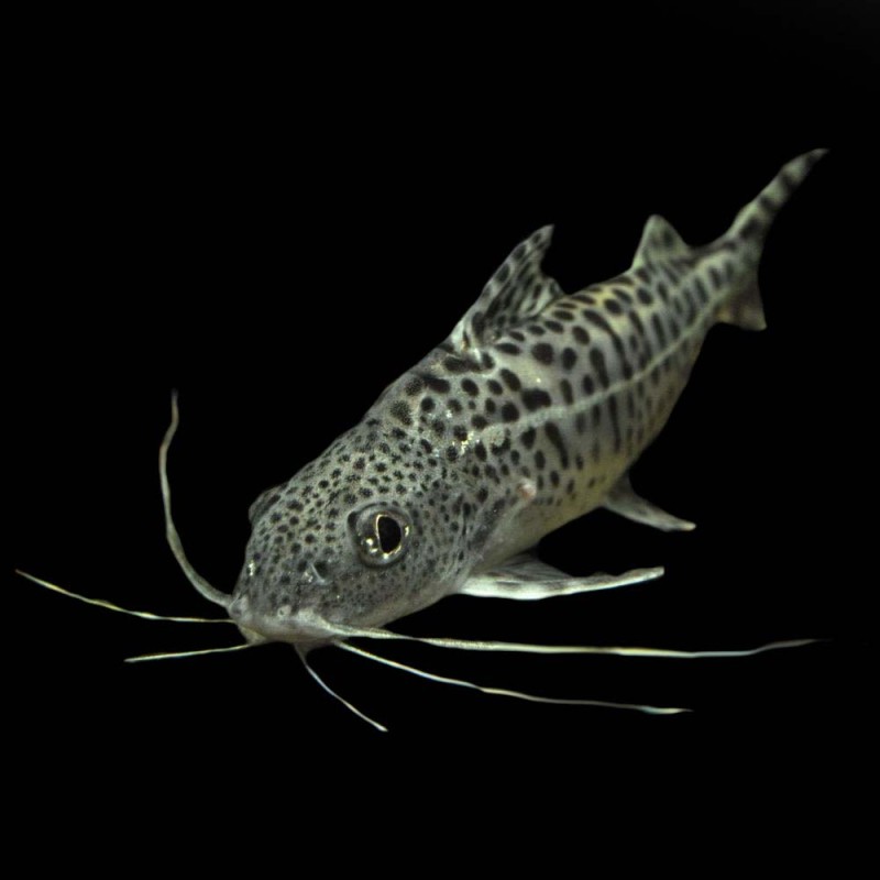 Pictus Catfish