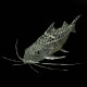 Pictus Catfish
