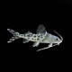 Pictus Catfish