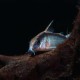 Skunk Corydora