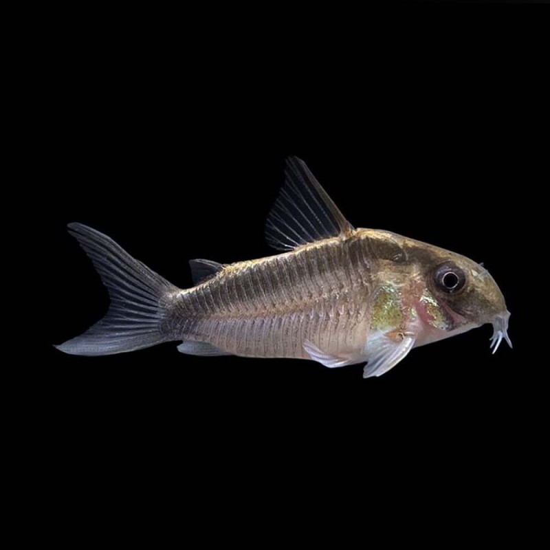 Skunk Corydora