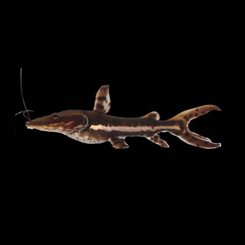 Tiger Shovelnose Catfish