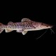 Tiger Shovelnose Catfish