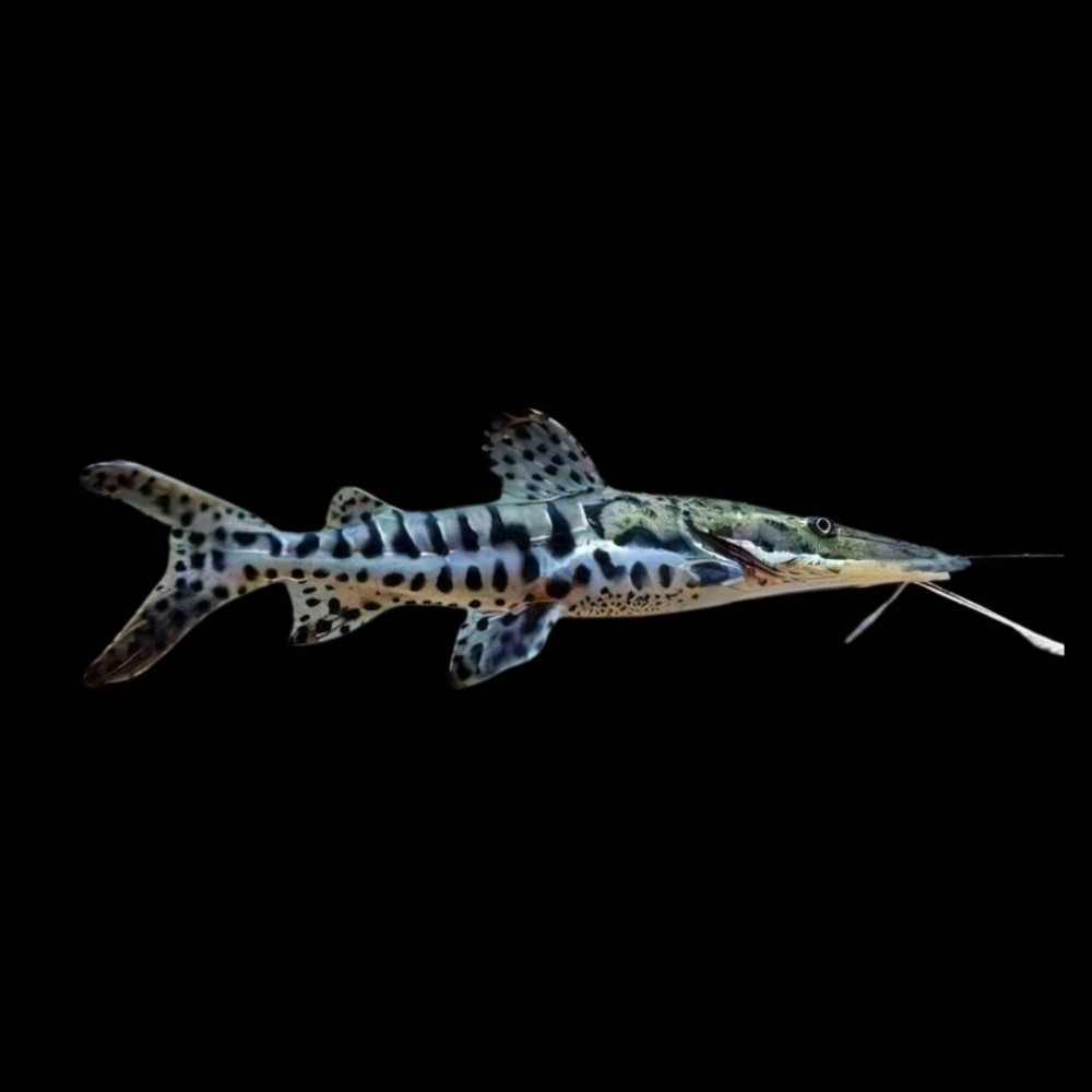 Tiger Shovelnose Catfish
