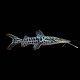 Tiger Shovelnose Catfish