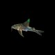 Barbatus Cory