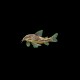 Barbatus Cory
