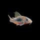 Bronze Aeneus Corydoras