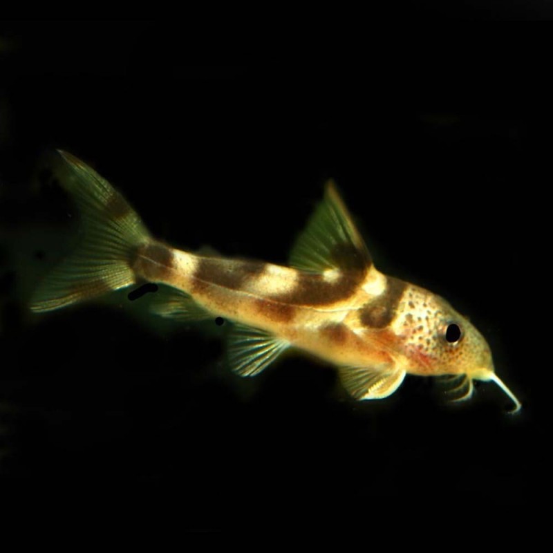 Synodontis Decorus Catfish