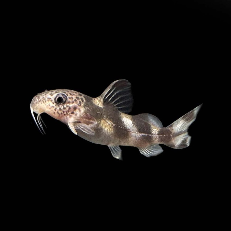 Synodontis Decorus Catfish