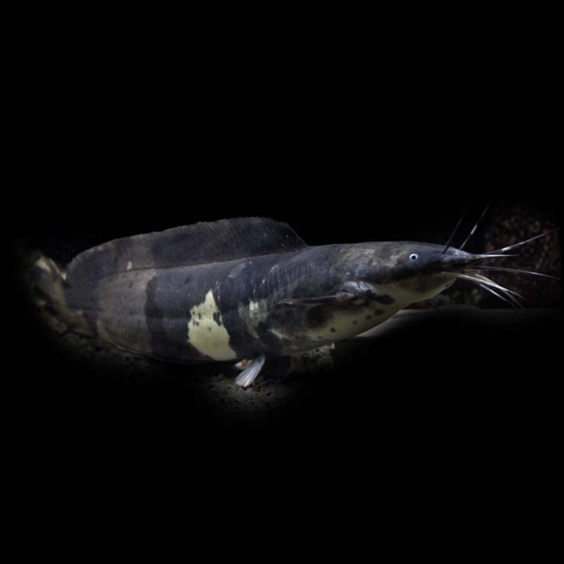 Walking Catfish