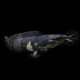 Walking Catfish
