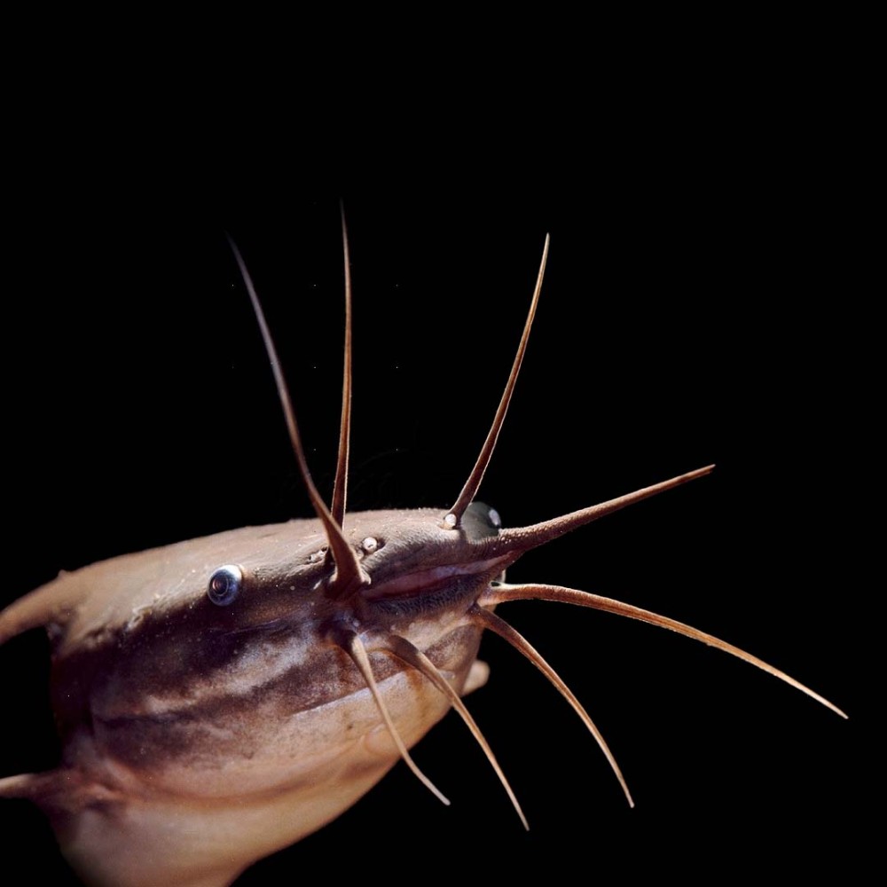 Walking Catfish