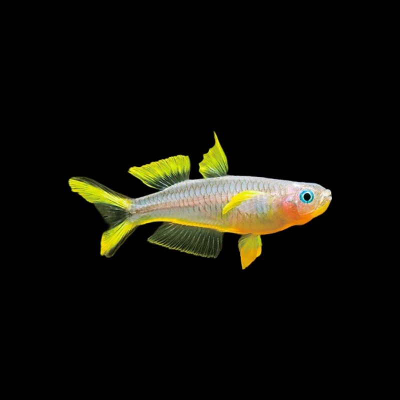 Blue Eye Forktail Rainbow