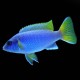 Acei Cichlid