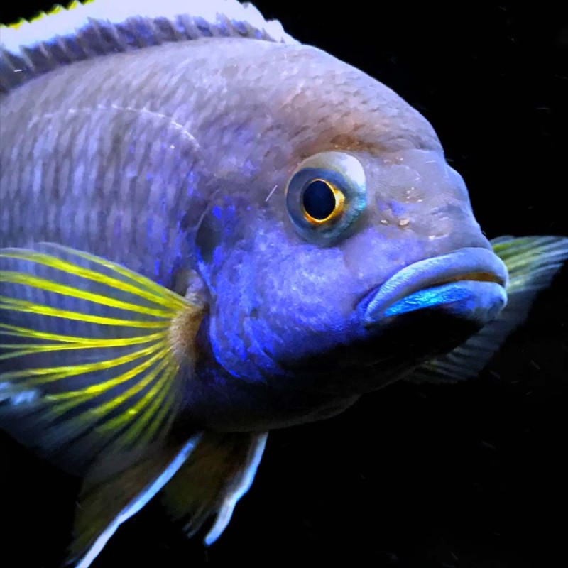 Acei Cichlid
