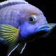 Acei Cichlid