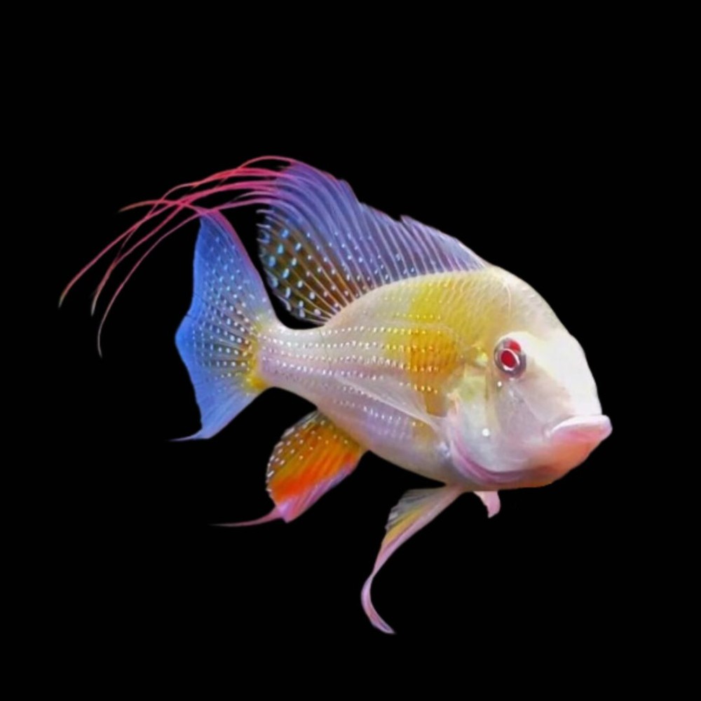 Albino Threadfin Acara
