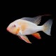 Albino Threadfin Acara