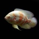 Albino Tiger Oscar