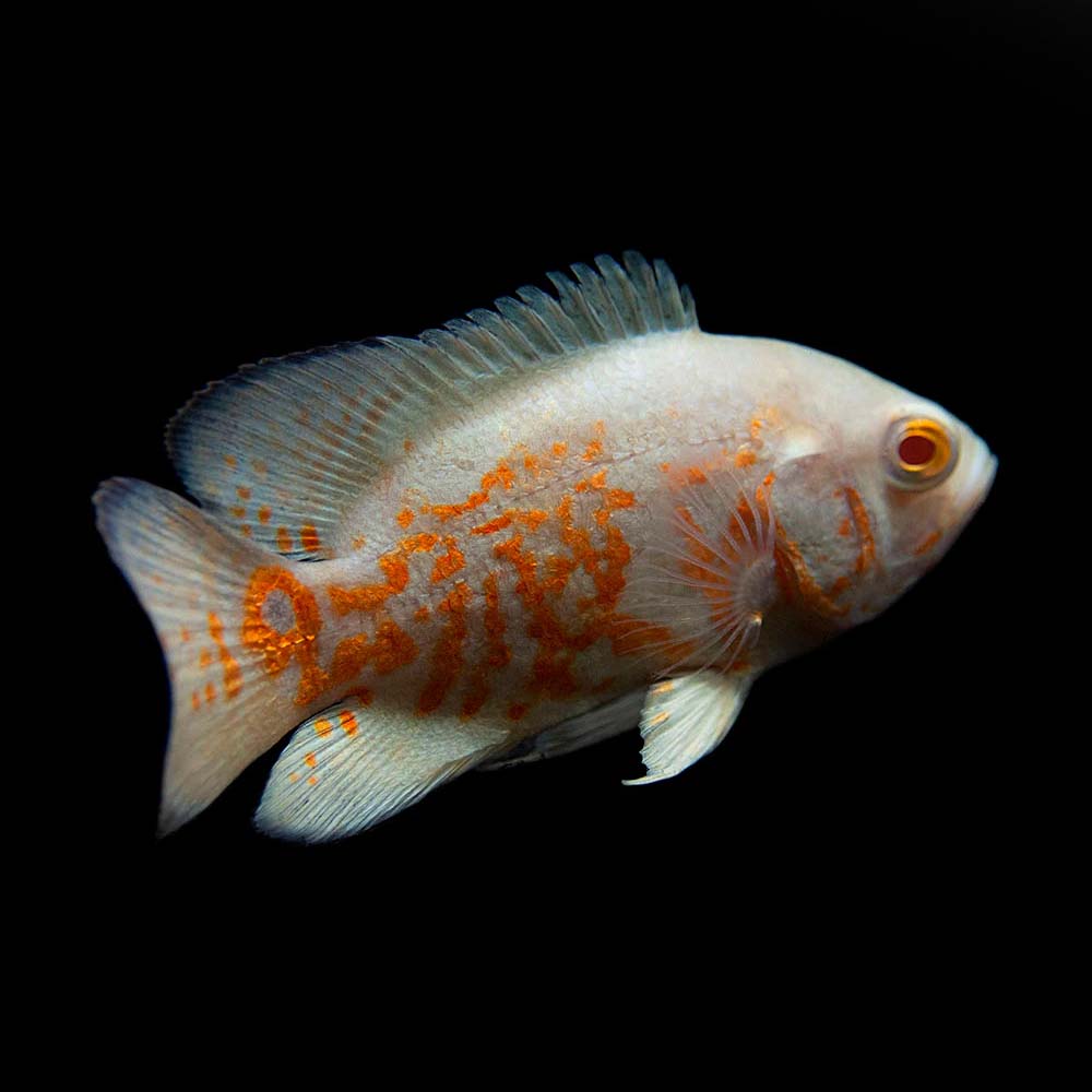 Albino Tiger Oscar