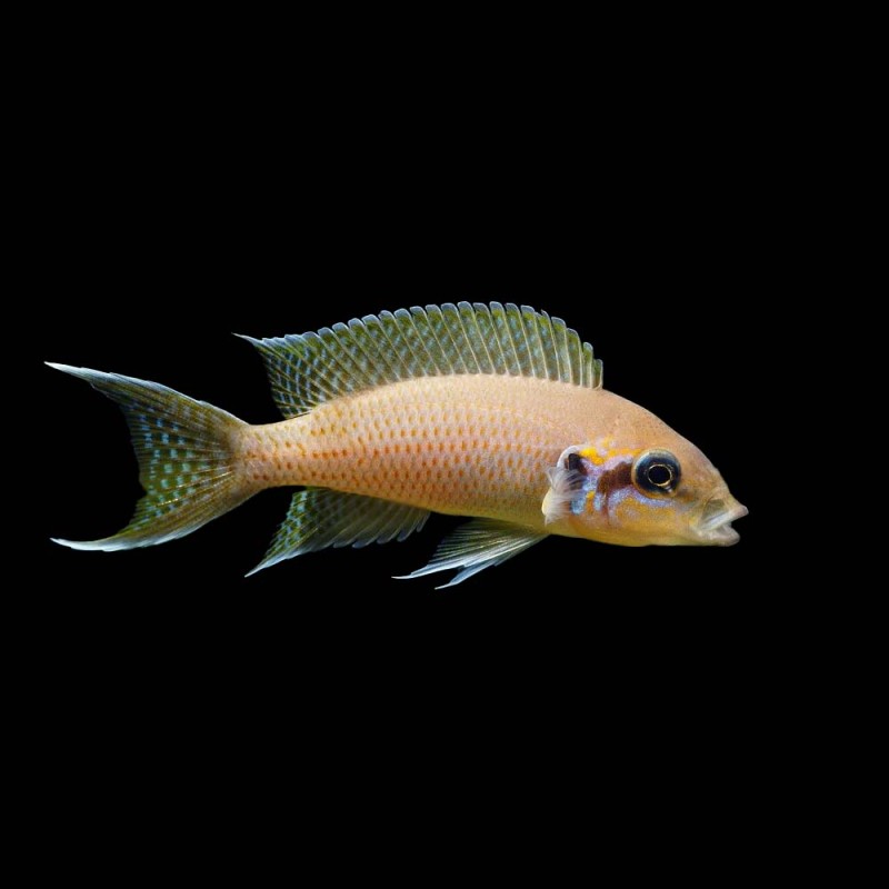 Brichardi Cichlid