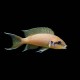 Brichardi Cichlid