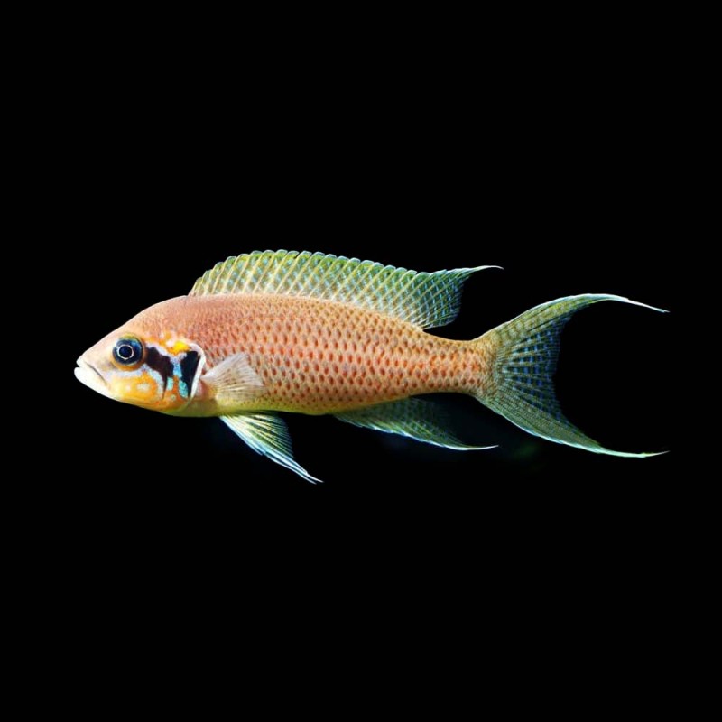 Brichardi Cichlid