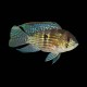 Blue Acara