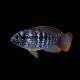 Blue Acara