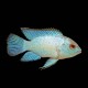 Electric Blue Acara