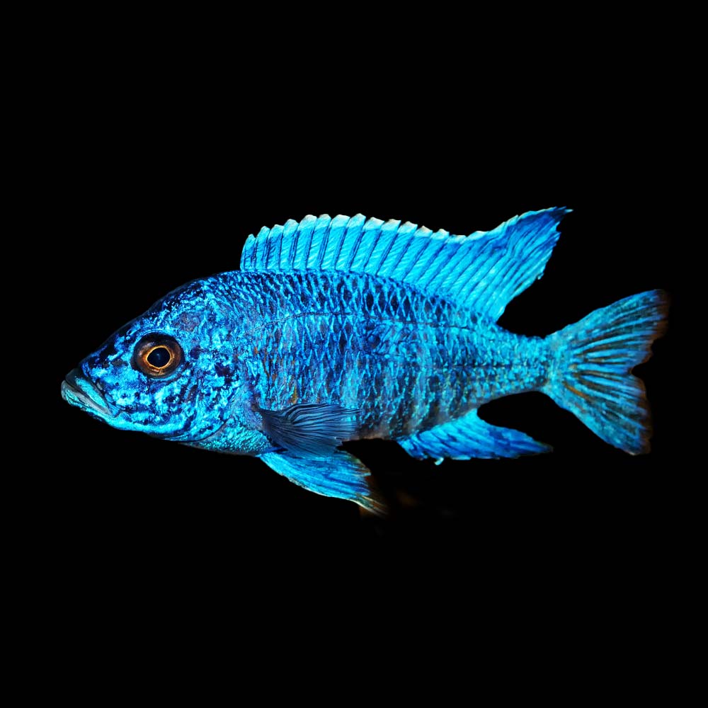 Blue Peacock Cichlid