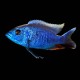 Blue Peacock Cichlid