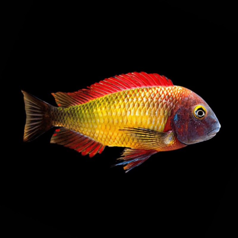 Blunthead Cichlid