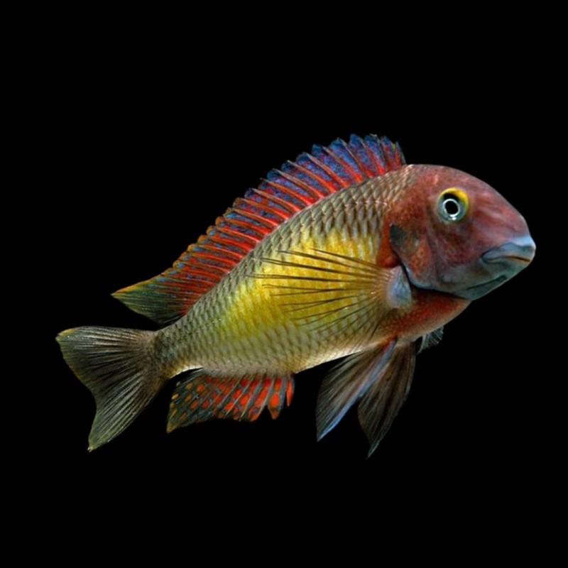 Blunthead Cichlid
