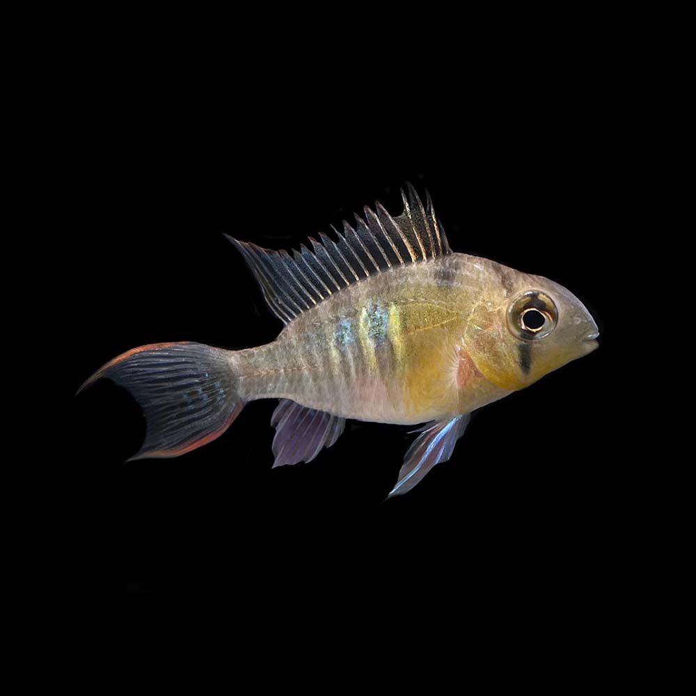 Bolivian Ram