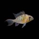 Bolivian Ram