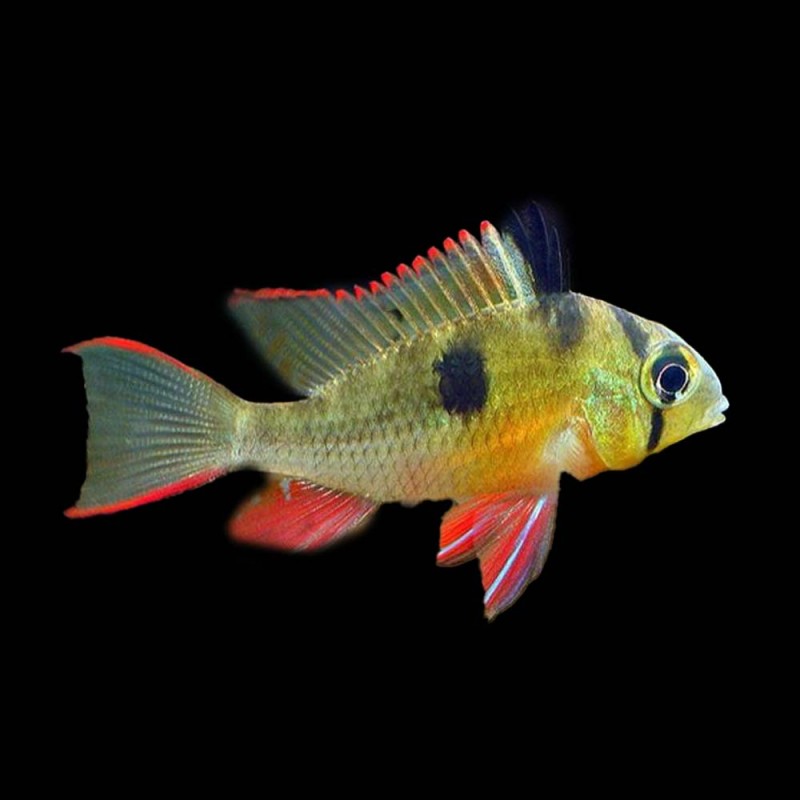 Bolivian Ram