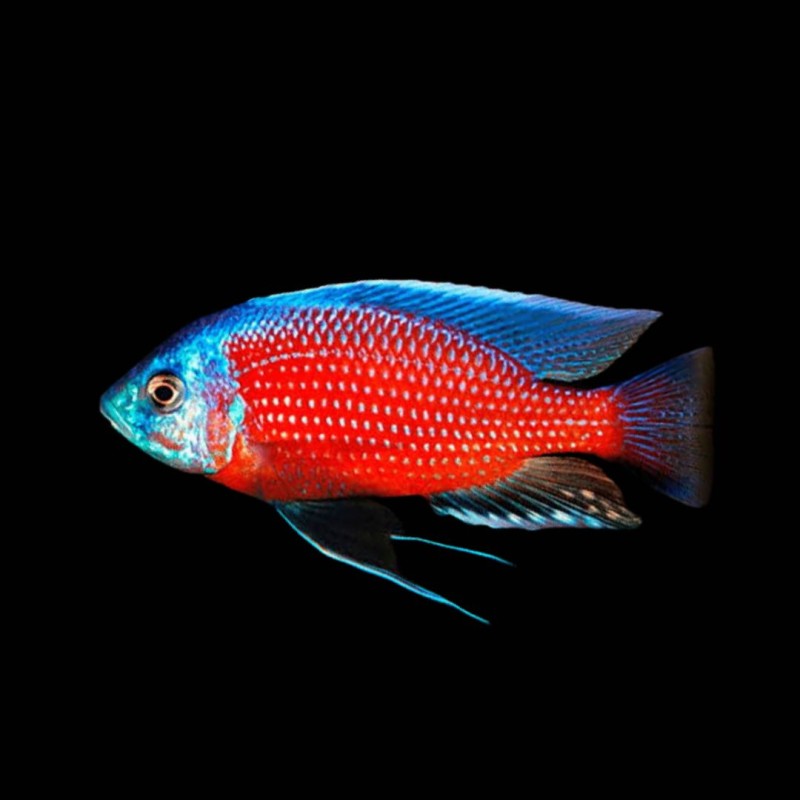 Borleyi Cichlid