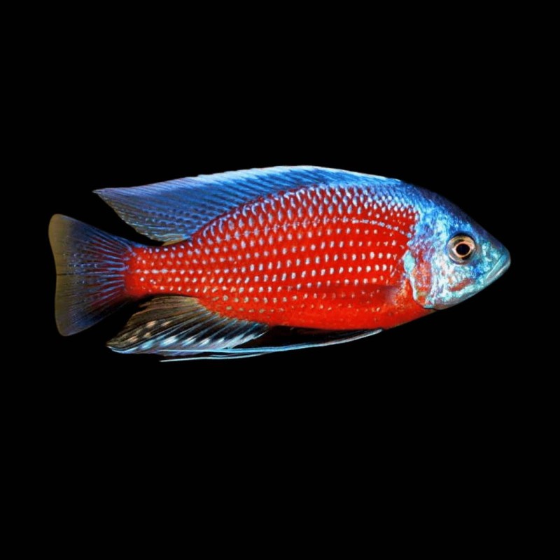 Borleyi Cichlid