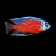 Borleyi Cichlid