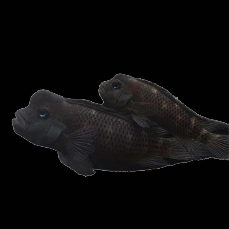 Buffalo Head Cichlid